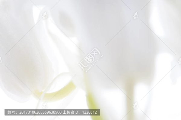 白色的鈴鐺