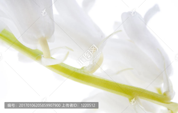 白色的鈴鐺