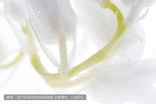 白色的鈴鐺