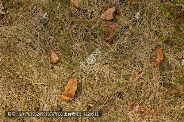 草8