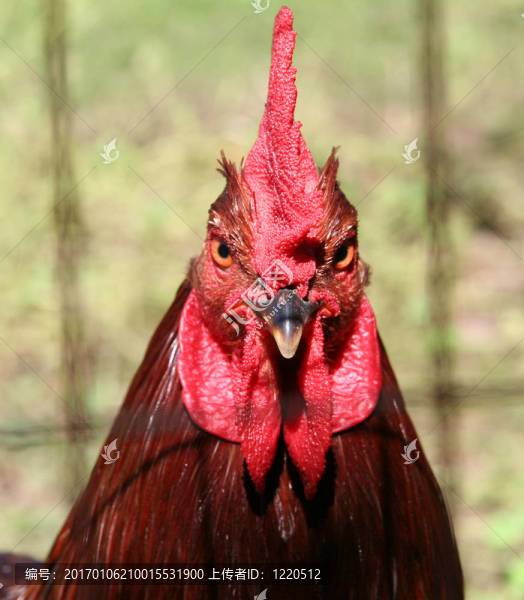 國(guó)王的籠子-匯圖網(wǎng) www.fosd68.com 國(guó)王的籠子