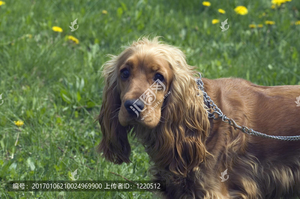 可卡犬