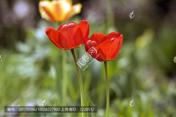 春天的花朵