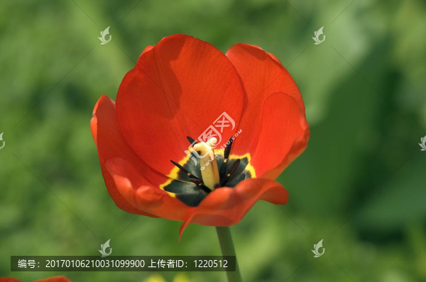紅色郁金香特寫