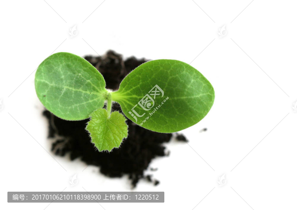嬰兒植物