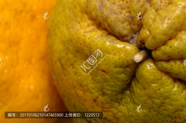 橘柚