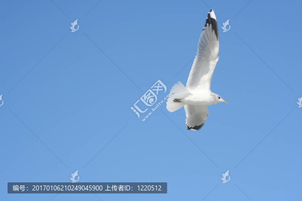 飛行的鳥