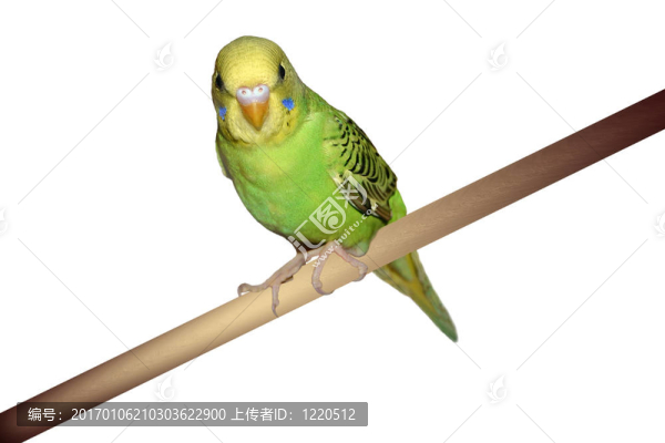 棲息的鸚鵡