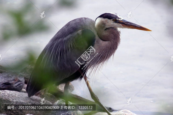 大藍(lán)鷺狩獵