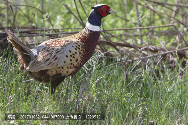 Ringed,Neck,Pheasant（特寫）