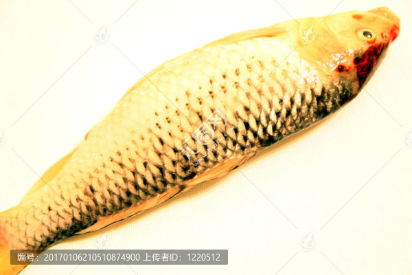 錦鯉