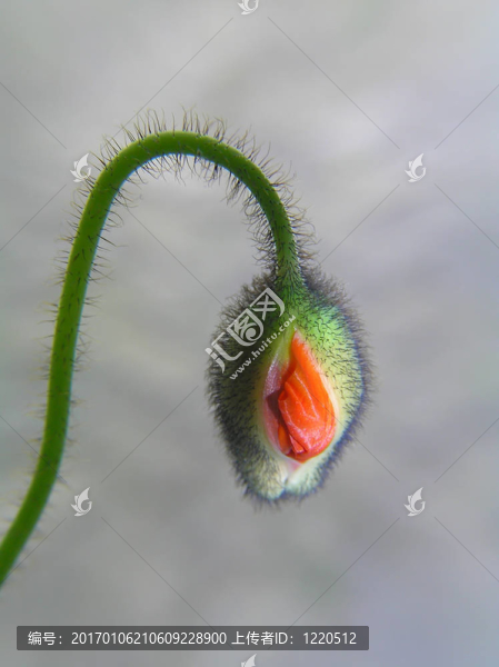 罌粟花蕾