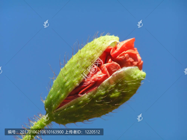 罌粟花蕾