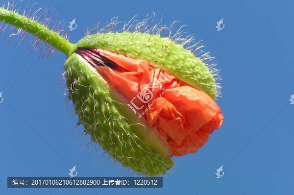 罌粟花蕾