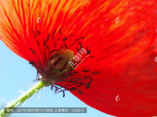 紅罌粟-匯圖網(wǎng) www.fosd68.com 紅罌粟