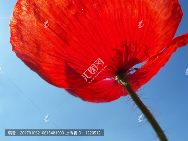 紅罌粟