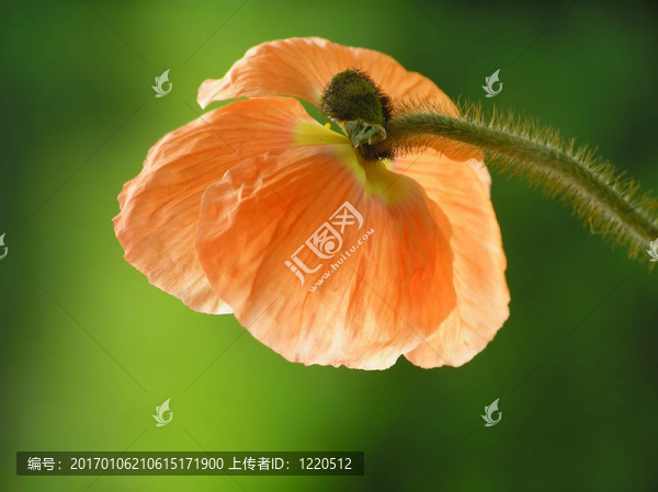 紅罌粟