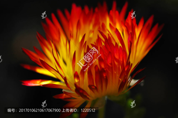 在火焰