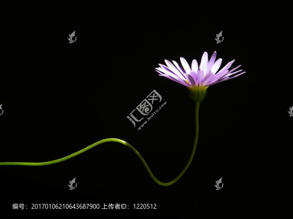 藍費莉菊