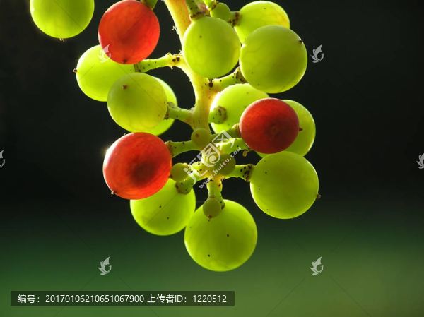 透明的葡萄