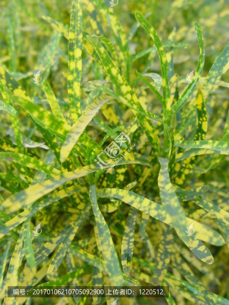 熱帶花卉