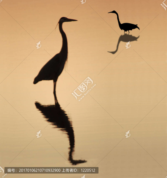 2蒼鷺silouette