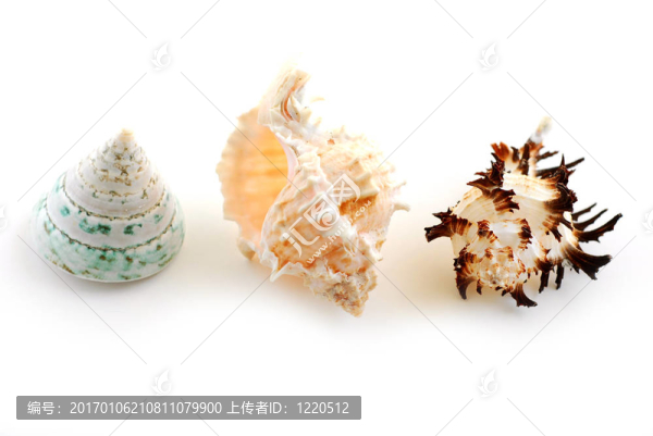海貝殼