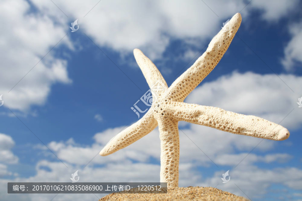 沙灘上的海星