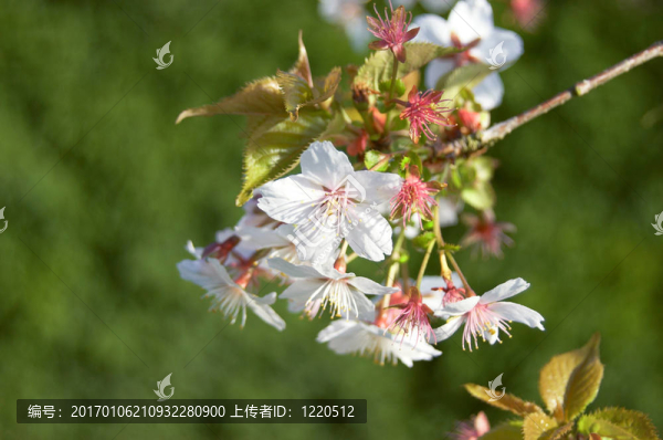 櫻花