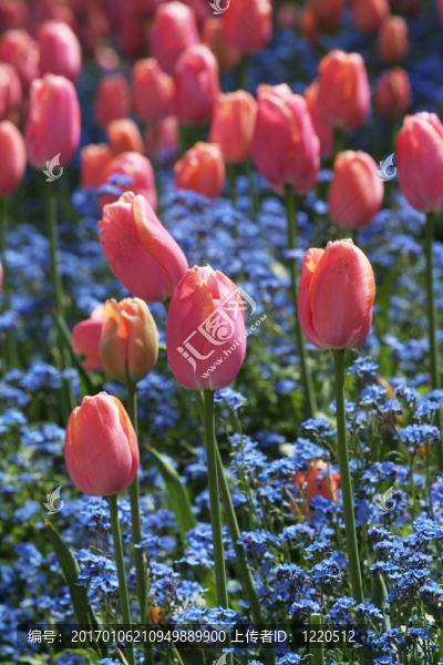 粉紅色的郁金香