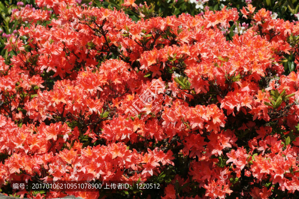 杜鵑花