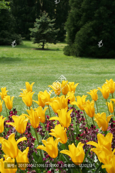 郁金香花園