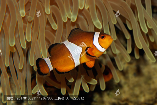 小丑魚