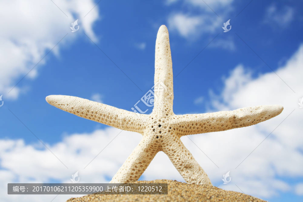 沙灘上的海星