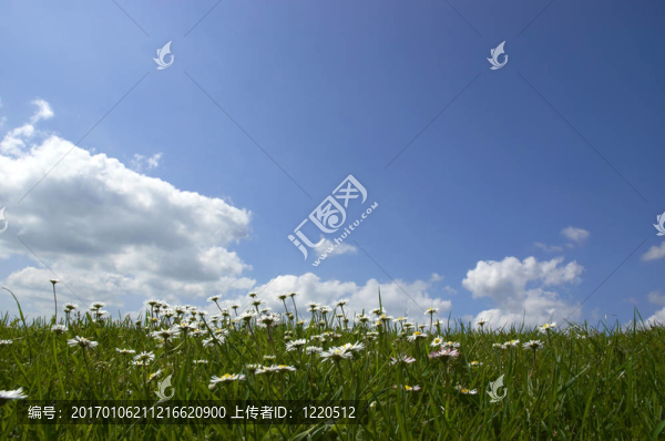 雛菊和天空