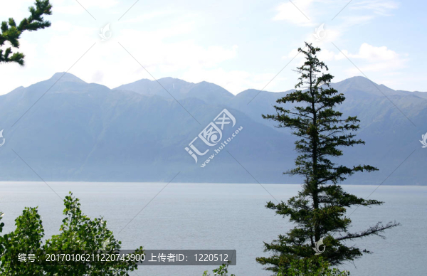 錫特卡云杉和灣