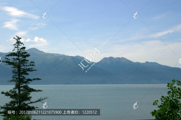 錫特卡云杉和灣