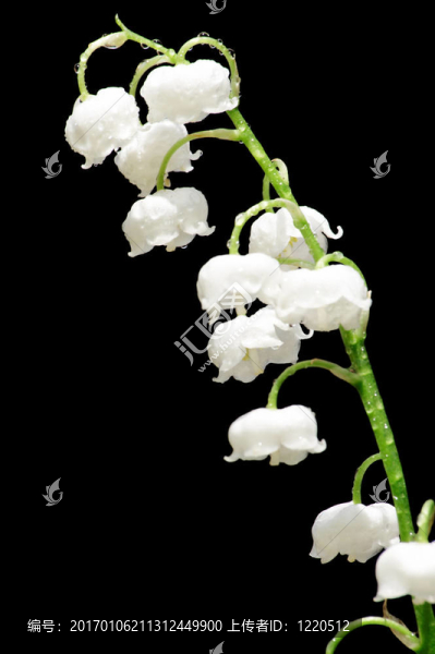 山谷的百合花