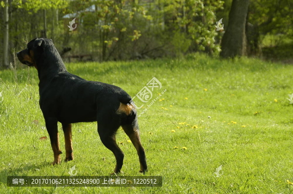 保護狗