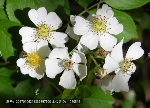 白色的花