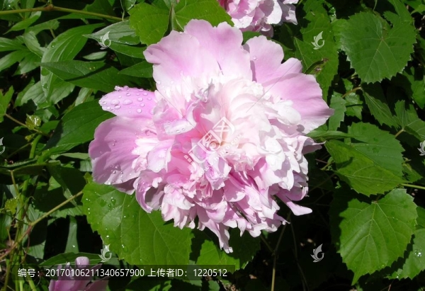 粉紅色的花