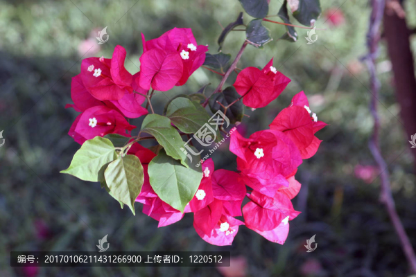 開花