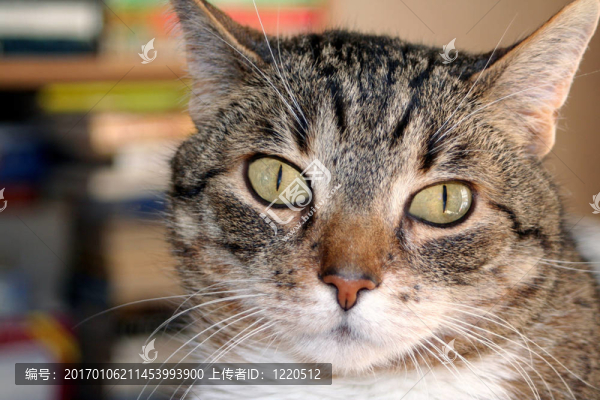 尼古拉3