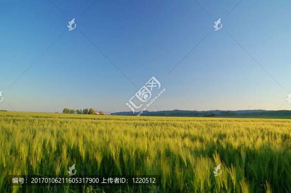 金色的田野