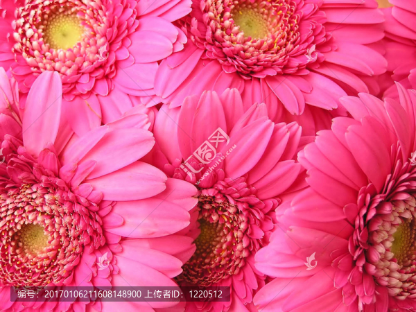 粉紅色的雛菊