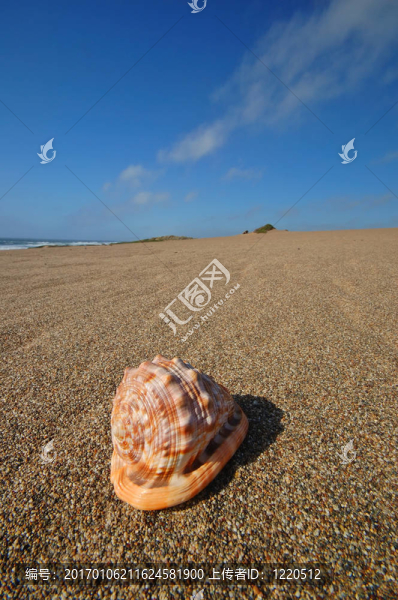 海灘上的貝殼