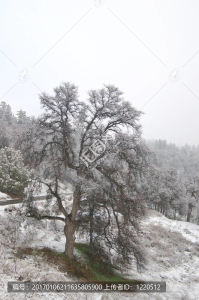雪鄉(xiāng)
