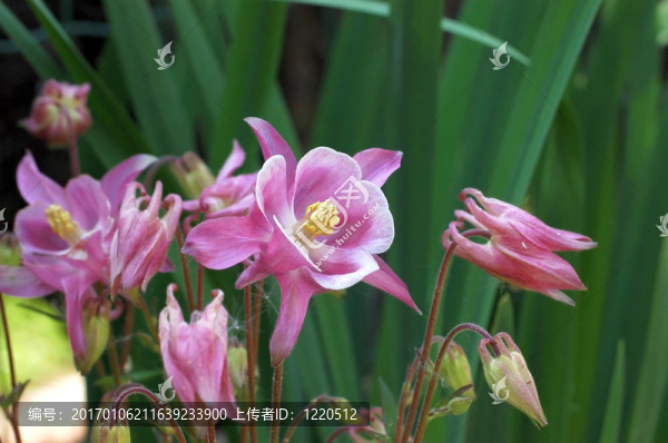 夏花；耬斗菜。
