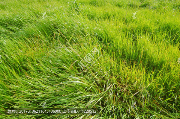 相機(jī)指向草