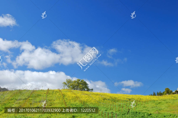 在春天的草地